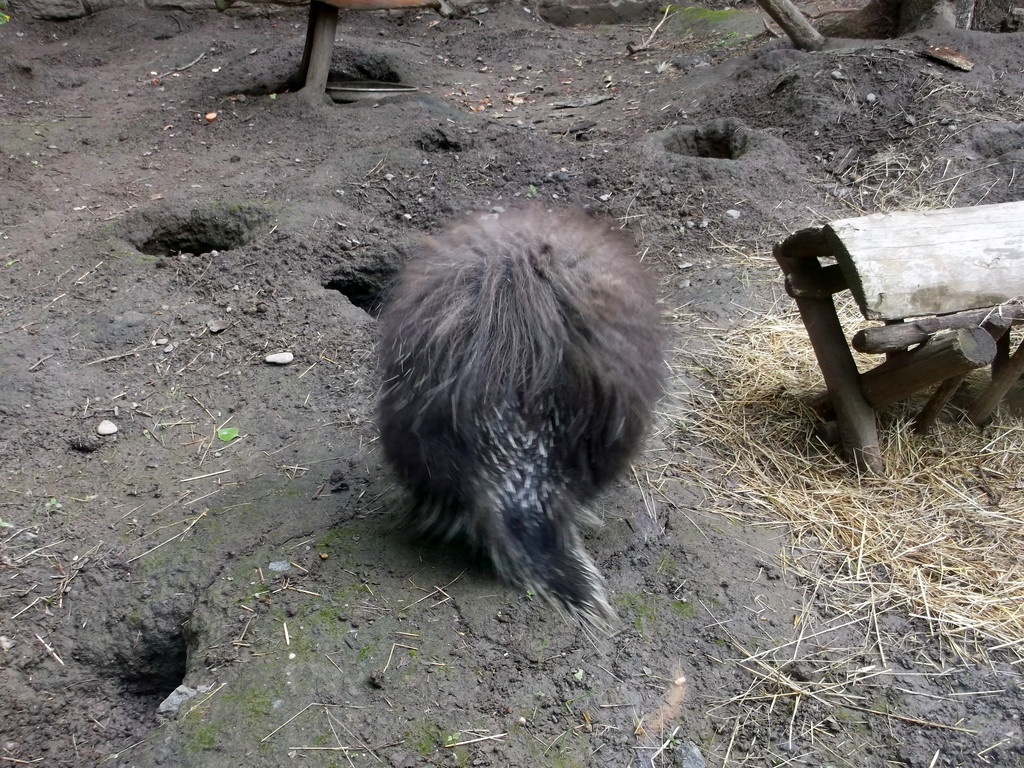 106.jpg