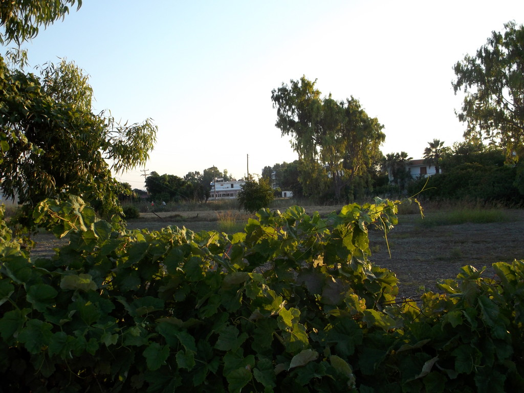 003.jpg