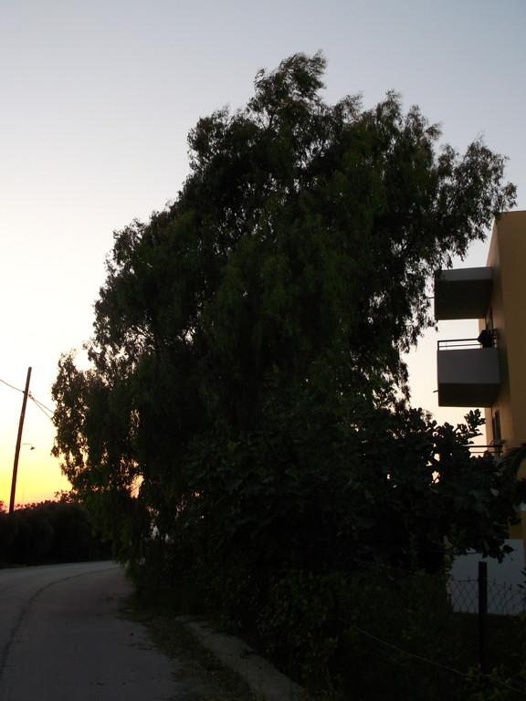 009.jpg